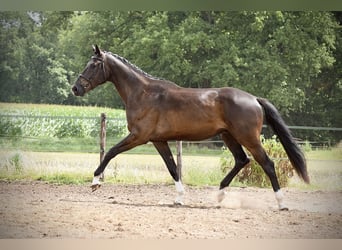 KWPN, Gelding, 3 years, 17 hh, Smoky-Black