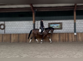 KWPN, Gelding, 3 years, 17,1 hh, Brown