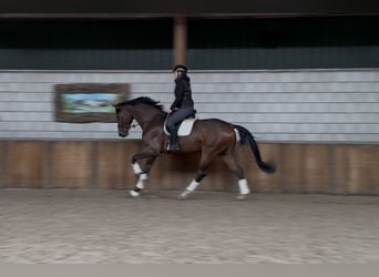 KWPN, Gelding, 3 years, 17,1 hh, Brown