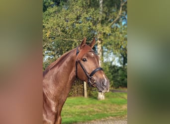 KWPN, Gelding, 3 years, 17,1 hh, Chestnut