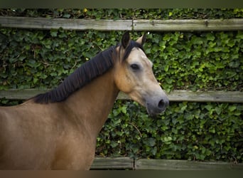 KWPN, Gelding, 4 years, 14 hh