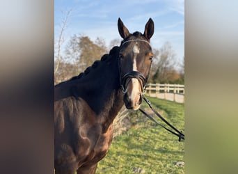 KWPN, Gelding, 4 years, 15.2 hh, Brown