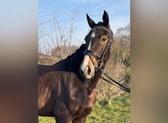 KWPN, Gelding, 4 years, 15.2 hh, Brown