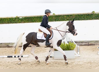 KWPN, Gelding, 4 years, 15.2 hh, Pinto