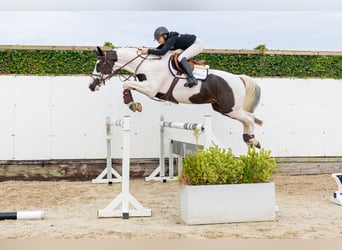 KWPN, Gelding, 4 years, 15.2 hh, Pinto