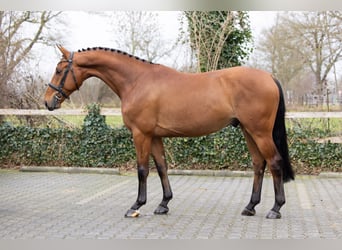 KWPN, Gelding, 4 years, 15.2 hh