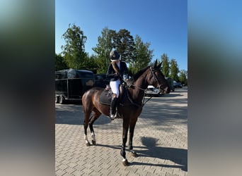 KWPN, Gelding, 4 years, 15,2 hh, Bay-Dark