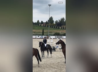 KWPN, Gelding, 4 years, 15,2 hh, Bay-Dark