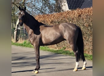 KWPN, Gelding, 4 years, 15,2 hh, Black