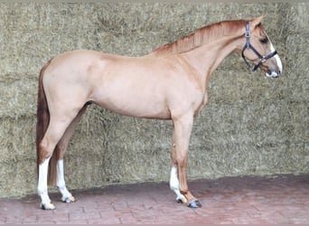 KWPN, Gelding, 4 years, 15,2 hh, Chestnut-Red