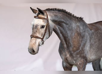 KWPN, Gelding, 4 years, 15,2 hh, Grey