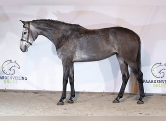 KWPN, Gelding, 4 years, 15,2 hh, Grey
