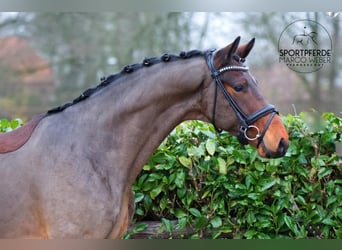 KWPN, Gelding, 4 years, 15,3 hh, Brown
