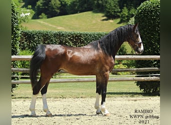 KWPN, Gelding, 4 years, 15,3 hh, Brown