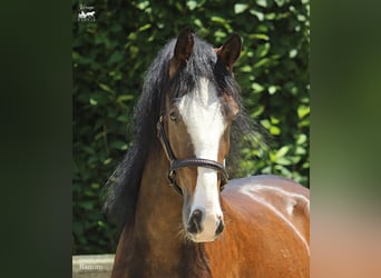 KWPN, Gelding, 4 years, 15,3 hh, Brown