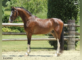 KWPN, Gelding, 4 years, 15,3 hh, Brown