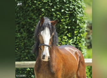 KWPN, Gelding, 4 years, 15,3 hh, Brown