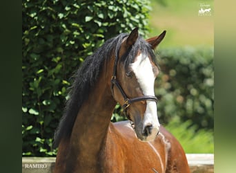 KWPN, Gelding, 4 years, 15,3 hh, Brown