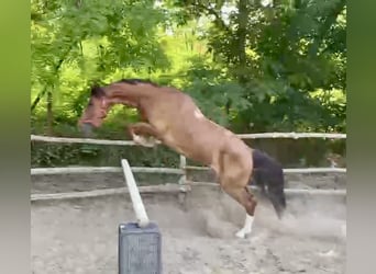 KWPN, Gelding, 4 years, 15,3 hh, Chestnut