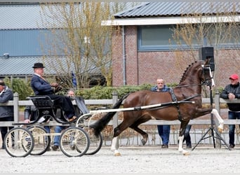KWPN, Gelding, 4 years, 15,3 hh, Chestnut