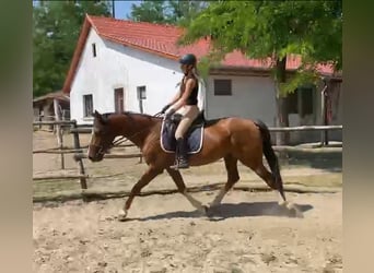 KWPN, Gelding, 4 years, 15,3 hh, Chestnut
