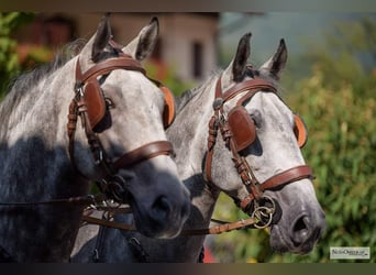 KWPN, Gelding, 4 years, 16.1 hh, Black