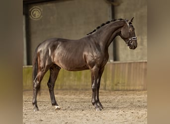 KWPN, Gelding, 4 years, 16.1 hh, Black