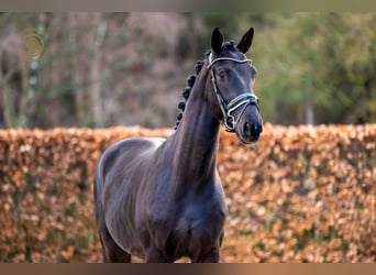 KWPN, Gelding, 4 years, 16.1 hh, Black