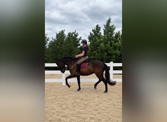 KWPN, Gelding, 4 years, 16.1 hh, Black