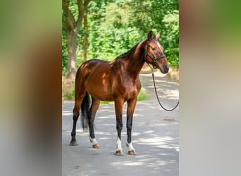 KWPN, Gelding, 4 years, 16.1 hh, Brown
