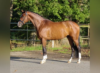 KWPN, Gelding, 4 years, 16.1 hh, Brown