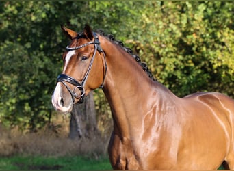 KWPN, Gelding, 4 years, 16.1 hh, Brown