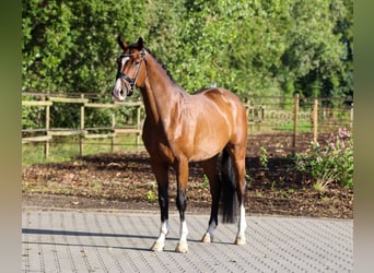 KWPN, Gelding, 4 years, 16.1 hh, Brown