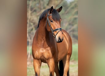 KWPN, Gelding, 4 years, 16.1 hh, Brown