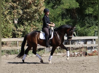 KWPN, Gelding, 4 years, 16.1 hh, Brown