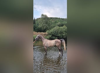 KWPN, Gelding, 4 years, 16.1 hh, Brown Falb mold