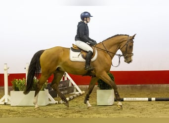 KWPN, Gelding, 4 years, 16,1 hh, Brown-Light