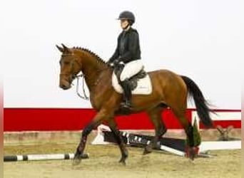 KWPN, Gelding, 4 years, 16,1 hh, Brown