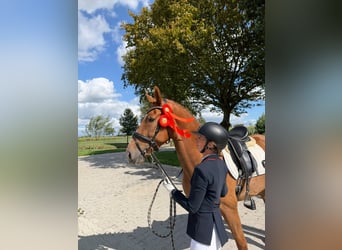 KWPN, Gelding, 4 years, 16.1 hh, Chestnut-Red