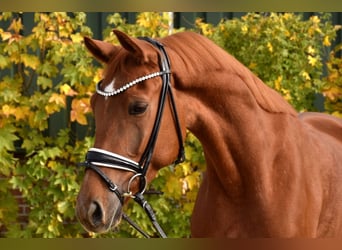 KWPN, Gelding, 4 years, 16.1 hh, Chestnut-Red