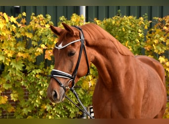 KWPN, Gelding, 4 years, 16.1 hh, Chestnut-Red