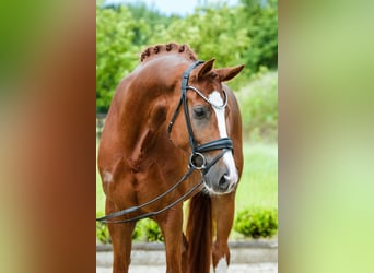 KWPN, Gelding, 4 years, 16.1 hh, Chestnut-Red