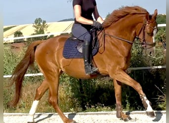 KWPN, Gelding, 4 years, 16.1 hh, Chestnut-Red