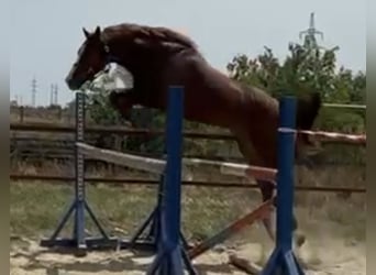 KWPN, Gelding, 4 years, 16.1 hh, Chestnut-Red