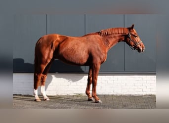 KWPN, Gelding, 4 years, 16,1 hh, Chestnut-Red