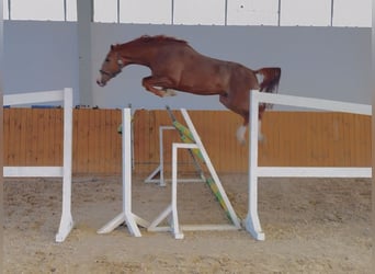 KWPN, Gelding, 4 years, 16,1 hh, Chestnut-Red