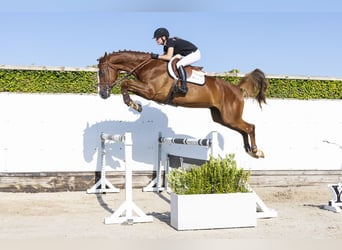 KWPN, Gelding, 4 years, 16.1 hh, Chestnut-Red