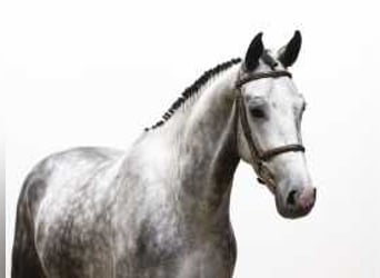 KWPN, Gelding, 4 years, 16,1 hh, Gray