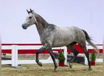 KWPN, Gelding, 4 years, 16,1 hh