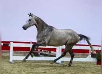 KWPN, Gelding, 4 years, 16,1 hh